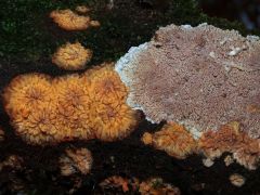 Phlebia radiatával azonos termőhelyen