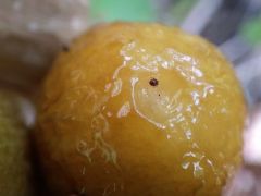 Fenyőtűvel vegyes faforgácson