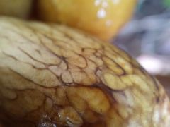 Fenyőtűvel vegyes faforgácson