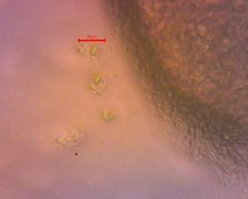 Climacodon pulcherrimus spórák