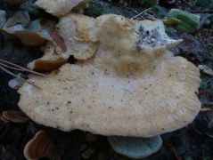 Fagus sylvatica elhalt törzsén