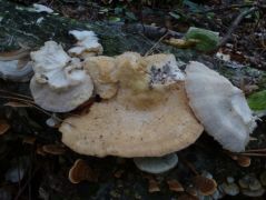 Fagus sylvatica elhalt törzsén