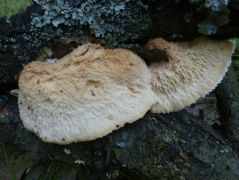 Quercus cerris elhalt ágán