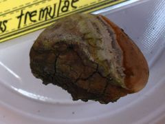XVII. Erdélyi Gombásztábor
