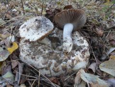 Coprinus comatus termőtesten, akácosban