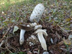 Coprinus comatus termőtesten, akácosban