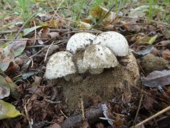 Coprinus comatus termőtesten, akácosban