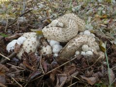 Coprinus comatus termőtesten, akácosban