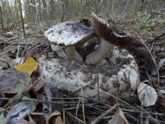 Coprinus comatus termőtesten, akácosban