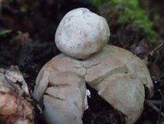 Geastrum coronatum csecsemő