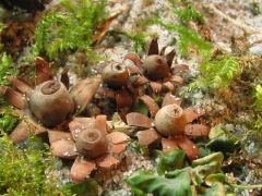 Gyűjtötte: Prutkayné, Lukács Z., Finy P.