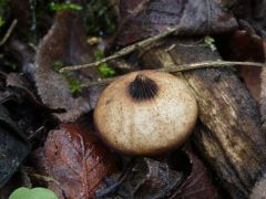 Gyűjtés: Boros Lajos, Prutkayné Bartha Erzsébet, hat.: Prutkayné Bartha Erzsébet