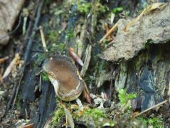 Gyromitra martinii öregen