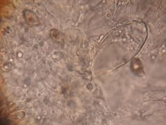 Inocybe mytiliodora spóra és cisztida
