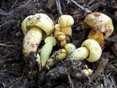 Többéves korhadó fenyődarálékon, barna csengettyűgomba mellett