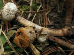 Járda melletti földfeltöltésen