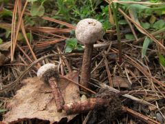 Járda melletti földfeltöltésen