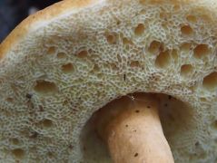 Gyroporus castaneus termőréteg