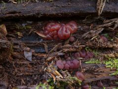 Rezgőnyár (Populus tremula) elhalt törzsén
