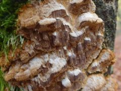 Közönséges bükk (Fagus sylvatica) elhalt törzsén