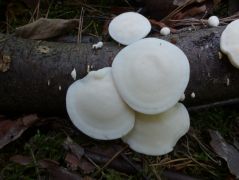 Kései meggy (Padus serotina) elhalt ágán