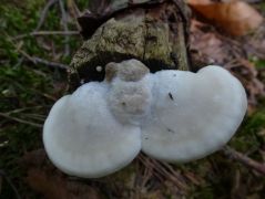 Kései meggy (Padus serotina) elhalt ágán