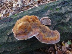 Rezgőnyár (Populus tremula) elhalt törzsén