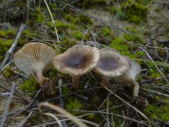 Magyar csenkesz (Festuca vaginata) tövén