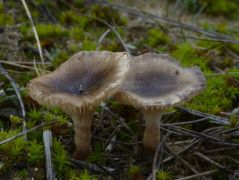 Magyar csenkesz (Festuca vaginata) tövén