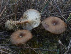 Magyar csenkesz (Festuca vaginata) tövén