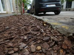 Fenyő mulcson, ház előtt