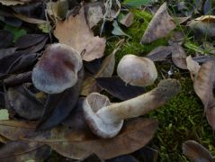 Chaenomeles japonica alatt kozelben betula pendula