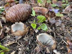 Atlaszcédrus alatt