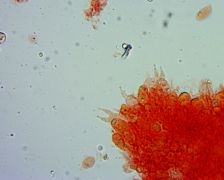 Mycena erubescens bazidium (2 spórás)