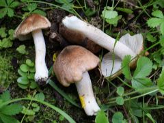 Erdőszéli aljnövényzetben