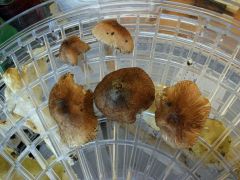 Erdőszéli aljnövényzetben