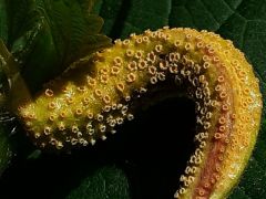 Csalán (Urtica) levélen