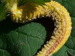 Csalán (Urtica) levélen