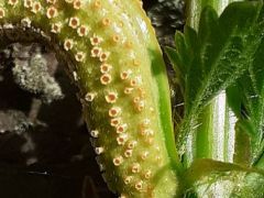 Csalán (Urtica) levélen