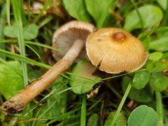 Vendvidéki vendégház udvarán