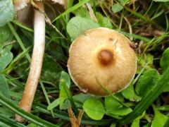 Vendvidéki vendégház udvarán