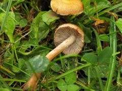 Vendvidéki vendégház udvarán