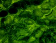 Morchella dunensis spóra1