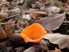 Pigment hiányos változat