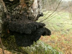 Elöregedett termőtestek, almafán