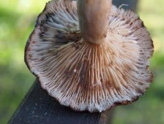 Lactarius vietus másnap