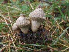 Bimbós pöfetegek erdei fenyő korhadt tobozán