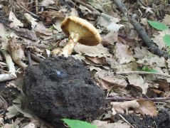 Olaszgomba szkleróciummal