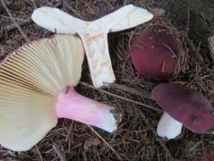 Telepített lucosban