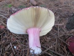 Telepített lucosban